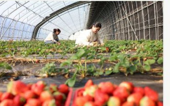 果樹及草莓種植區示意 Strawberry greenhouse
